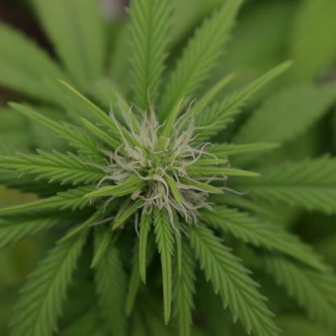 Lestrange #1 growlog timeline photo