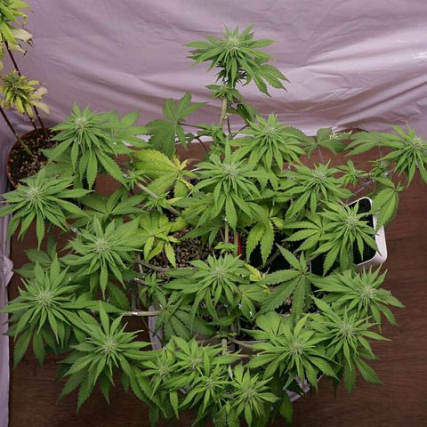Lestrange #1 growlog timeline photo