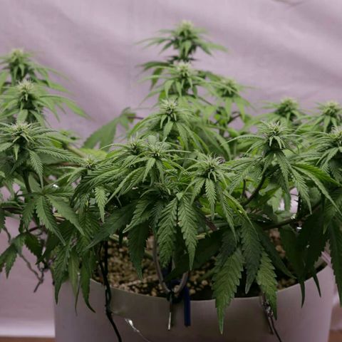 Lestrange #1 growlog timeline photo