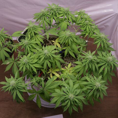 Lestrange #1 growlog timeline photo