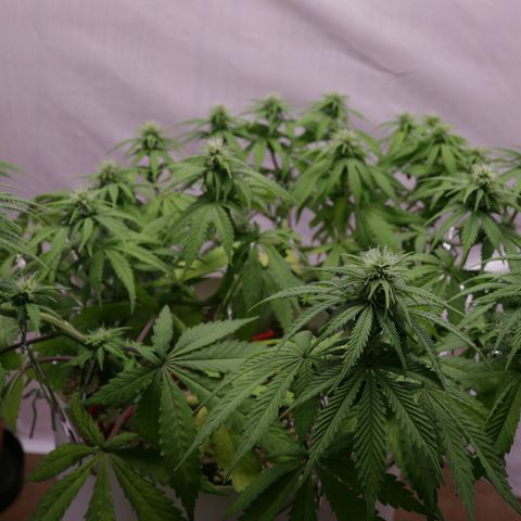 Lestrange #1 growlog timeline photo