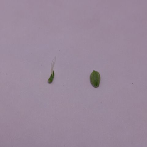 Lestrange #1 growlog timeline photo