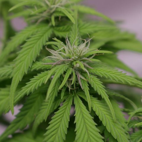 Lestrange #1 growlog timeline photo