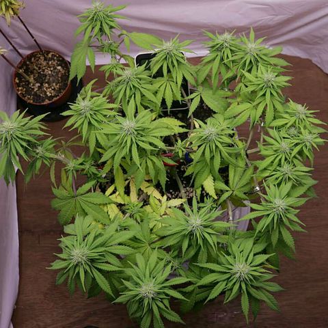 Lestrange #1 growlog timeline photo