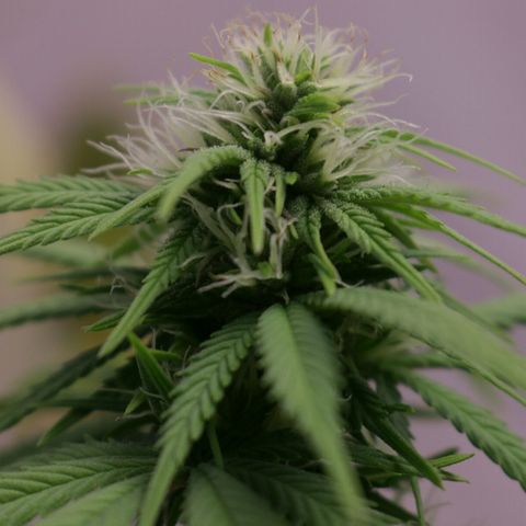 Lestrange #1 growlog timeline photo