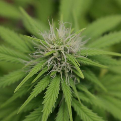 Lestrange #1 growlog timeline photo