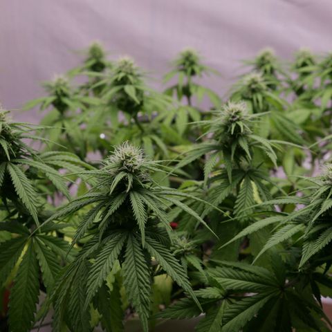 Lestrange #1 growlog timeline photo
