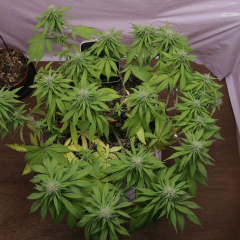 Lestrange #1 growlog timeline photo