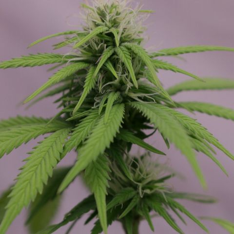 Lestrange #1 growlog timeline photo