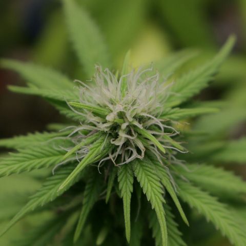 Lestrange #1 growlog timeline photo