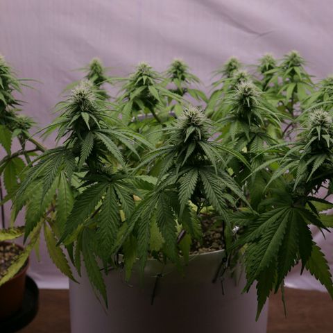 Lestrange #1 growlog timeline photo