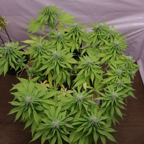 Lestrange #1 growlog timeline photo