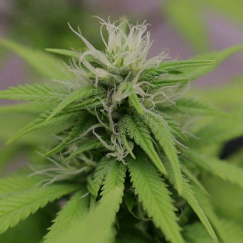 Lestrange #1 growlog timeline photo