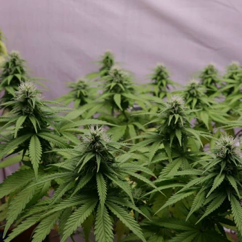 Lestrange #1 growlog timeline photo