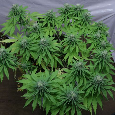 Lestrange #1 growlog timeline photo