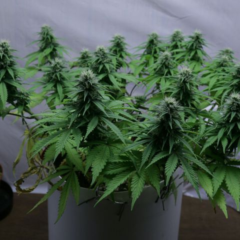 Lestrange #1 growlog timeline photo