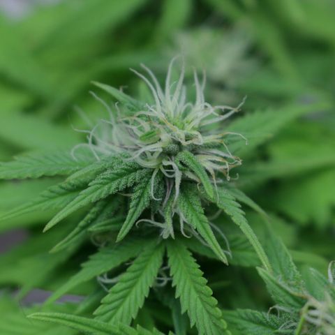 Lestrange #1 growlog timeline photo