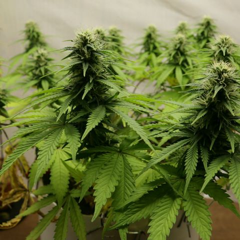 Lestrange #1 growlog timeline photo