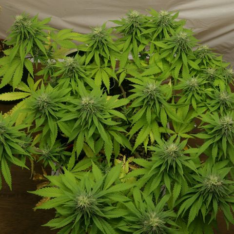 Lestrange #1 growlog timeline photo