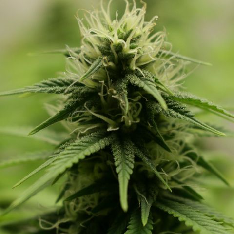 Lestrange #1 growlog timeline photo
