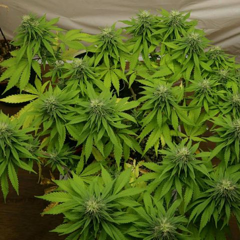 Lestrange #1 growlog timeline photo