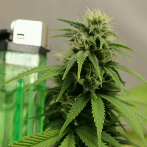 Lestrange #1 growlog timeline photo