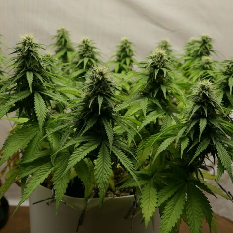 Lestrange #1 growlog timeline photo