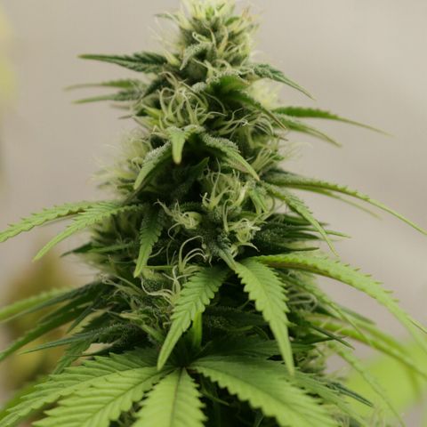 Lestrange #1 growlog timeline photo