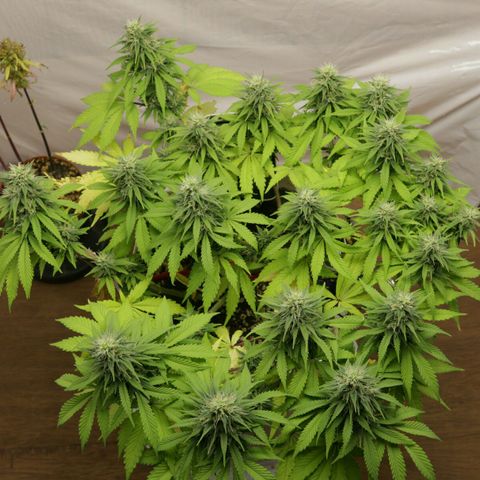 Lestrange #1 growlog timeline photo