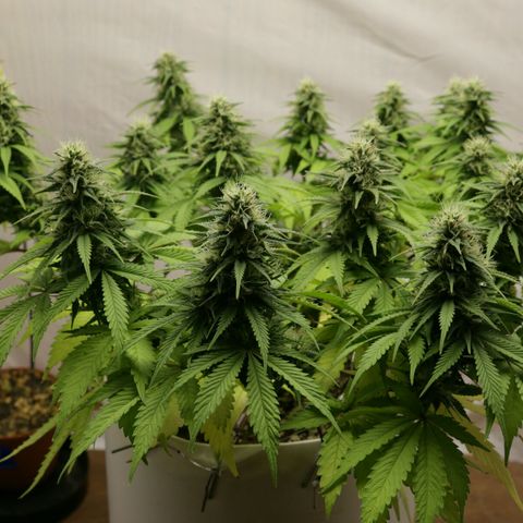 Lestrange #1 growlog timeline photo