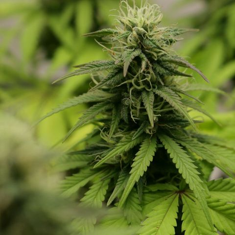 Lestrange #1 growlog photo: Tonalidades rojizas en las puntas de las hojas