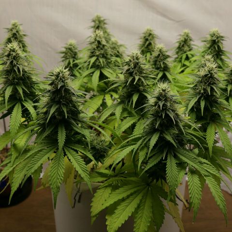 Lestrange #1 growlog photo: Tonalidades rojizas en las puntas de las hojas