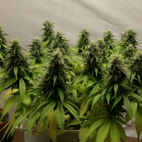 Lestrange #1 growlog timeline photo