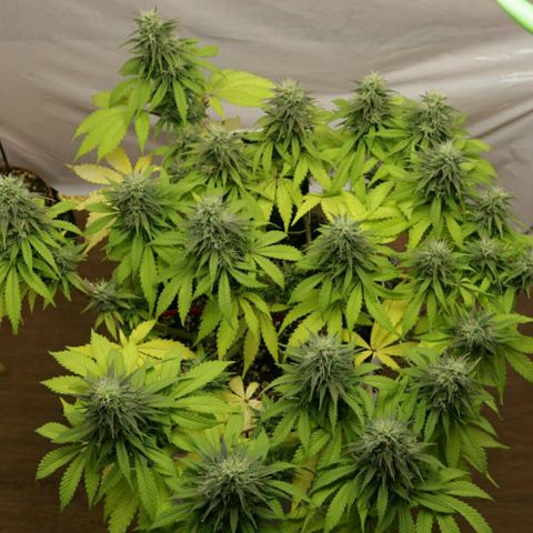 Lestrange #1 growlog timeline photo