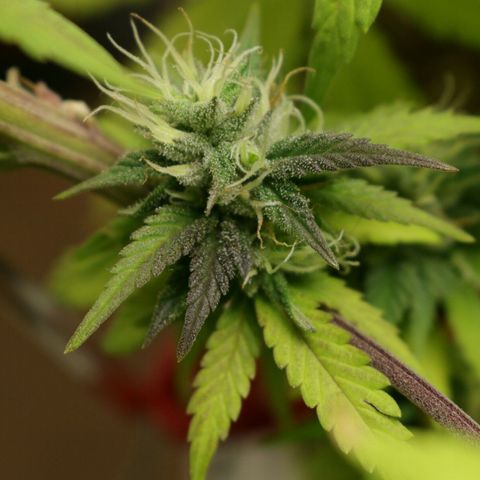 Lestrange #1 growlog timeline photo