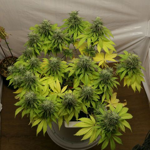 Lestrange #1 growlog timeline photo