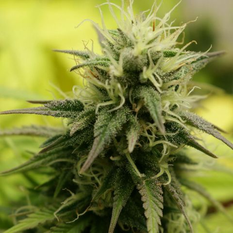 Lestrange #1 growlog timeline photo