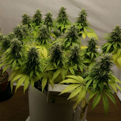 Lestrange #1 growlog timeline photo