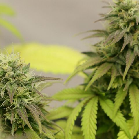 Lestrange #1 growlog timeline photo