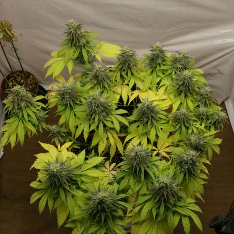 Lestrange #1 growlog timeline photo