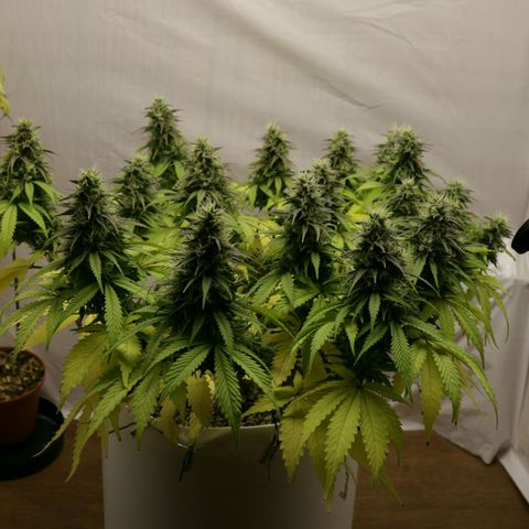 Lestrange #1 growlog timeline photo