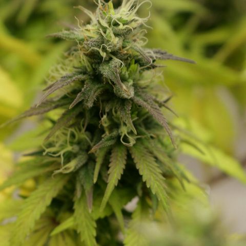 Lestrange #1 growlog timeline photo