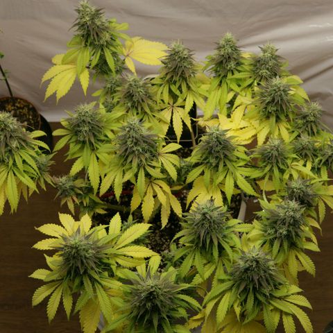 Lestrange #1 growlog timeline photo