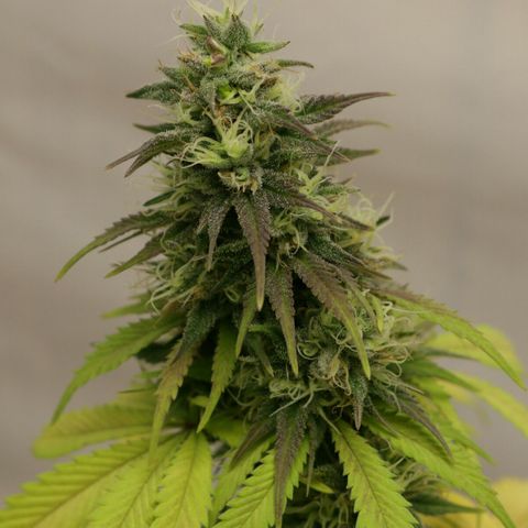 Lestrange #1 growlog timeline photo