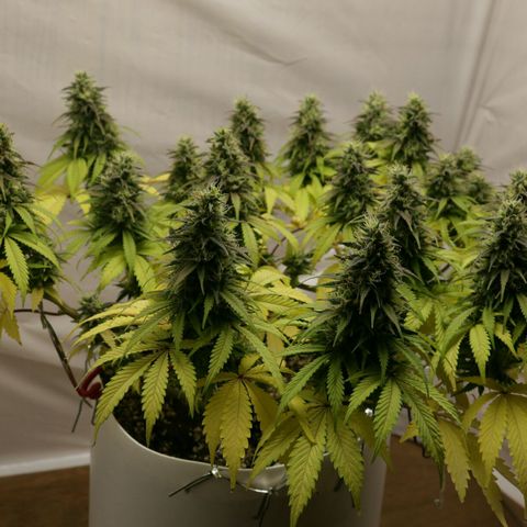 Lestrange #1 growlog timeline photo