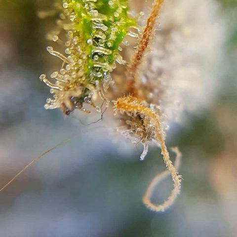 Lestrange #1 growlog timeline photo