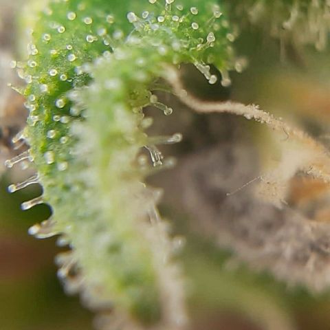 Lestrange #1 growlog timeline photo