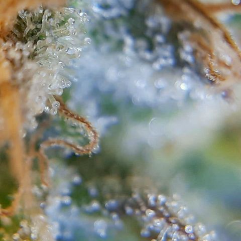 Lestrange #1 growlog timeline photo