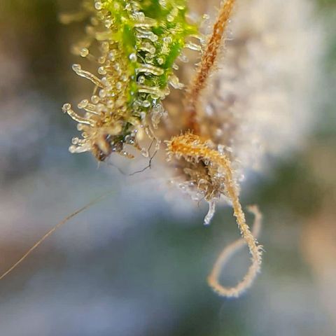 Lestrange #1 growlog timeline photo