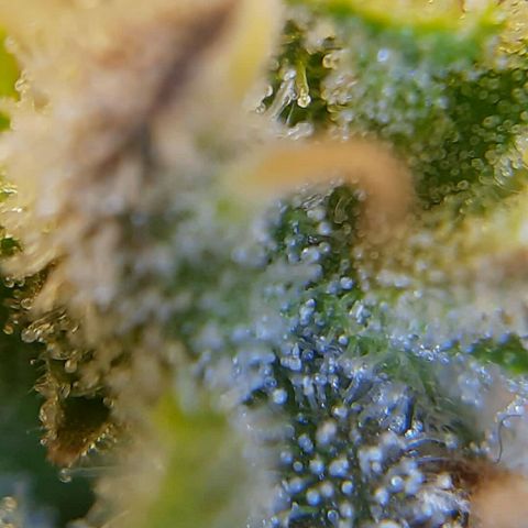 Lestrange #1 growlog timeline photo